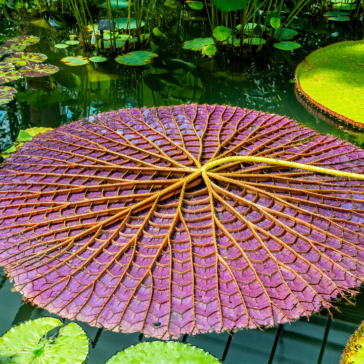 Talianna Lily Pad 3 Tiered Stand, White & Gold by ANNA New York