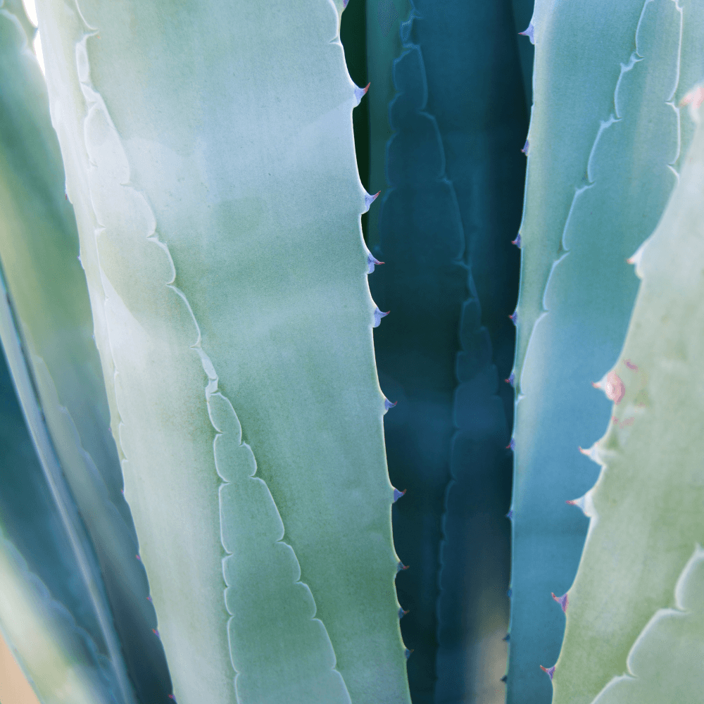 Cactus Blossom Gold Travel Candle by Giften Market